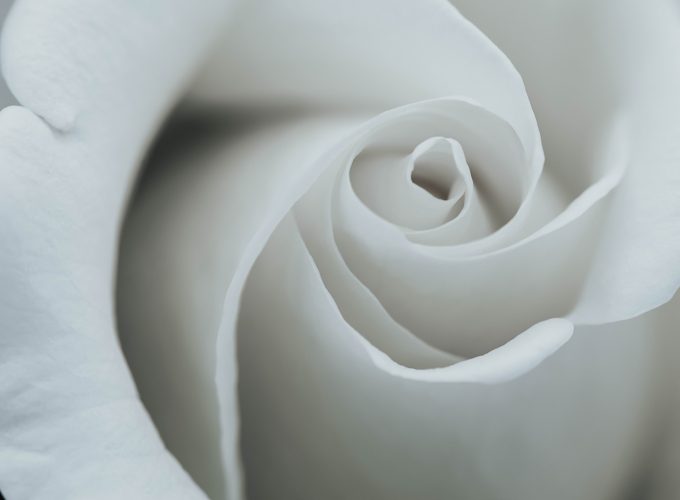 Wallpaper flower, rose, 8k, Nature 4782112467